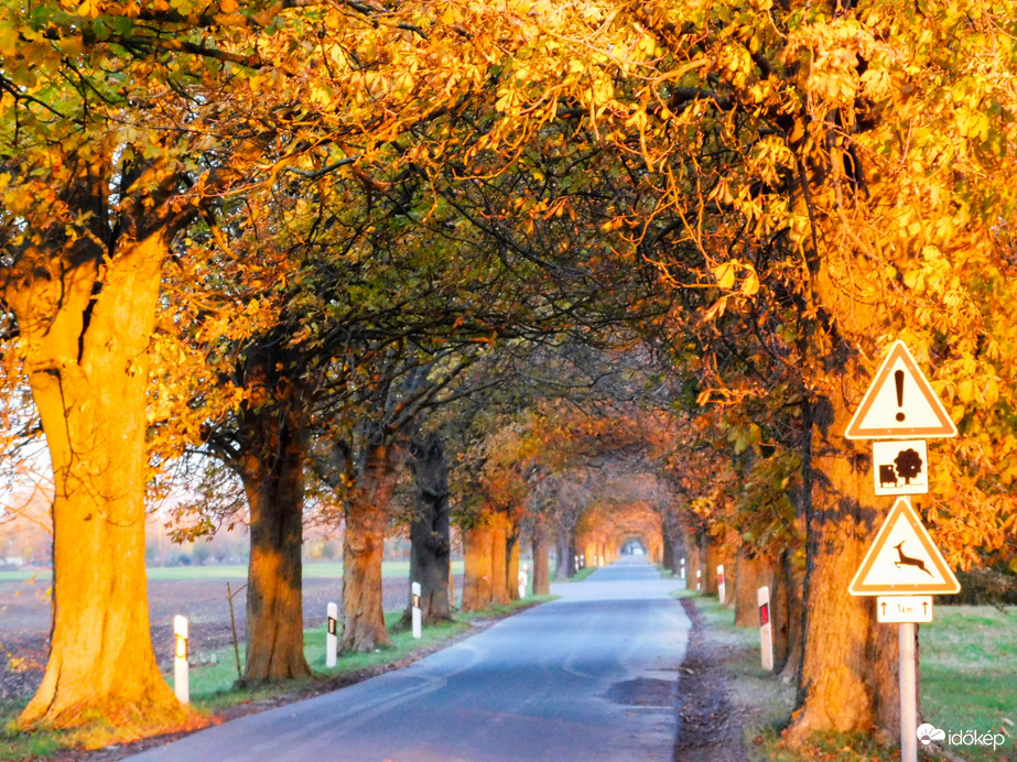 Szigetközi vadgesztenyesor