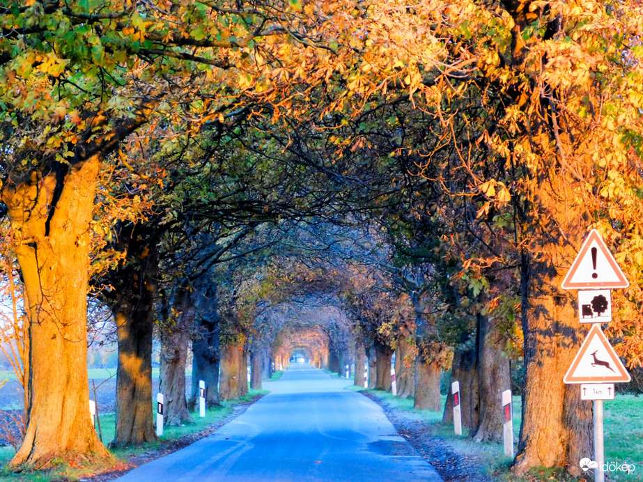 Szigetközi vadgesztenyesor