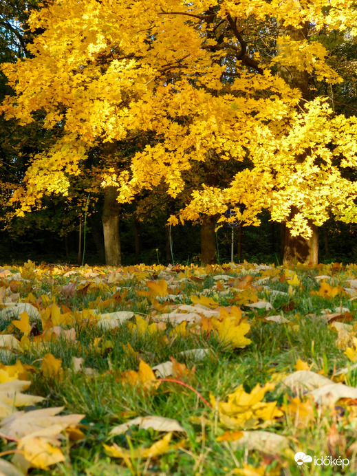 Aranysárgás Szigetköz