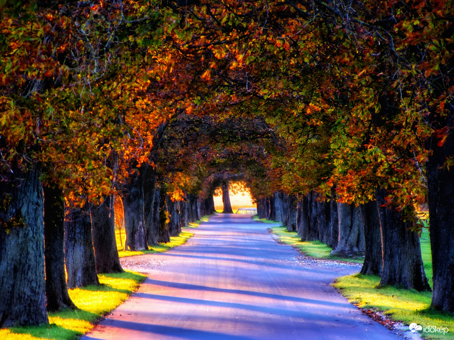 Szigetközi vadgesztenyesor 