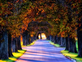 Szigetközi vadgesztenyesor 