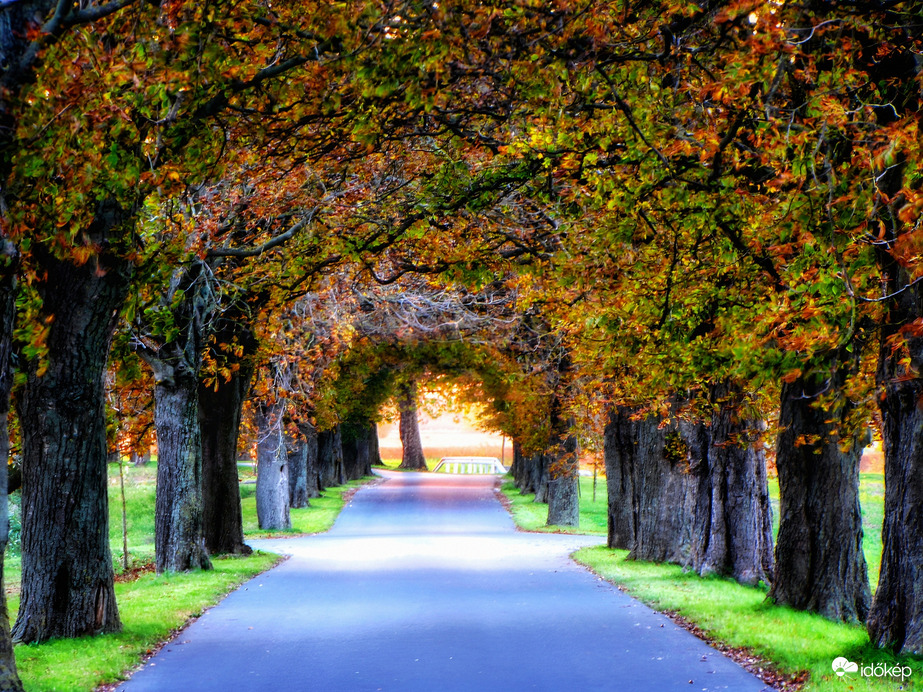 Szigetközi vadgesztenyesor 