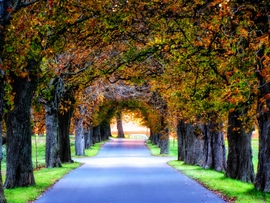 Szigetközi vadgesztenyesor 