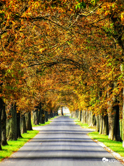 Szigetközi vadgesztenyesor 