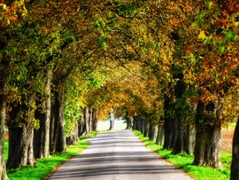 Szigetközi vadgesztenyesor 