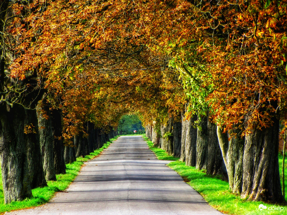 Szigetközi vadgesztenyesor 