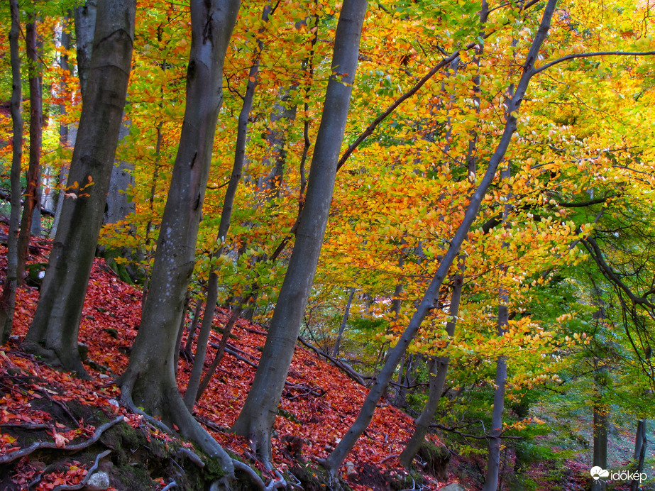 Az őszi Bakony