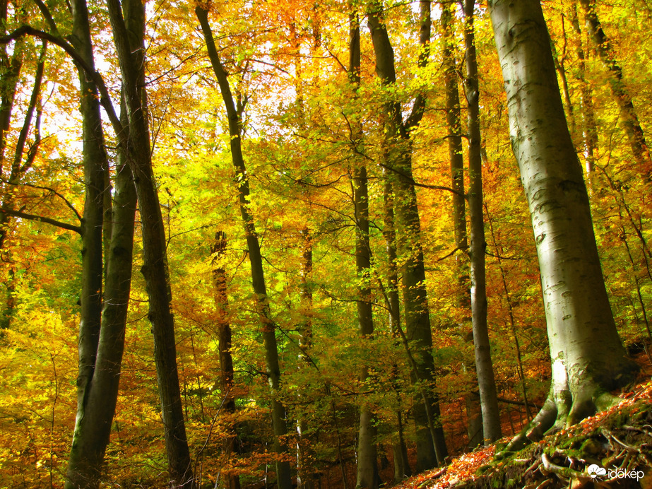 Az őszi Bakony