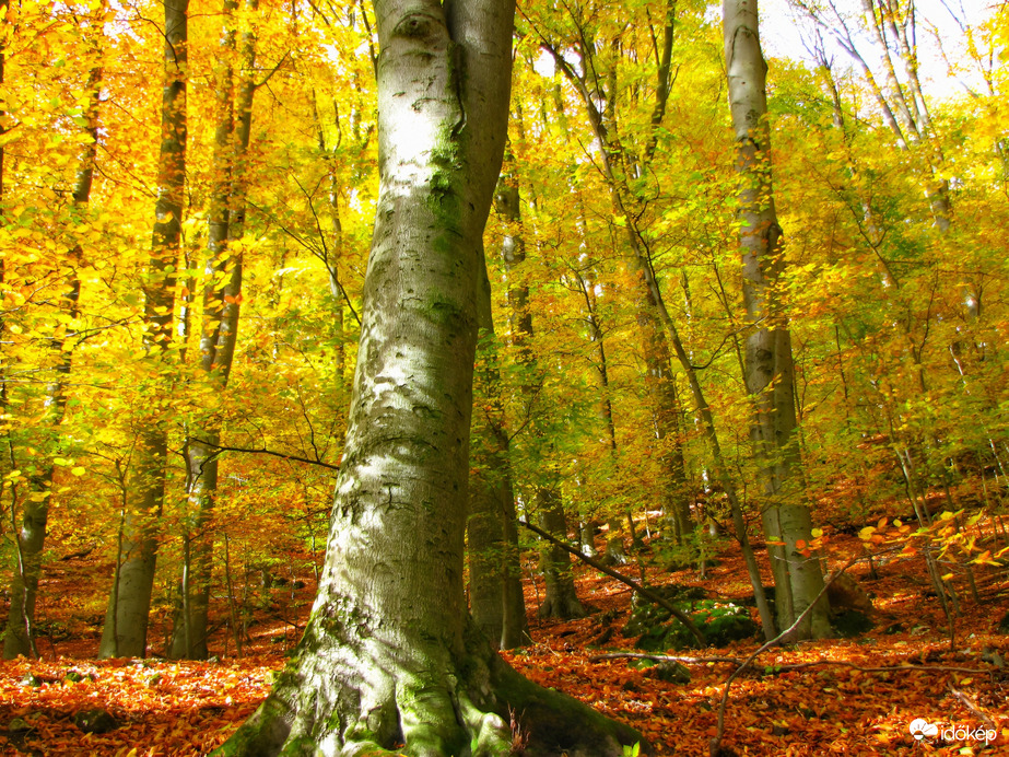 Az őszi Bakony