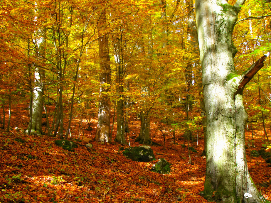 Az őszi Bakony