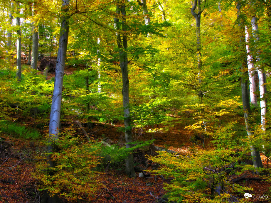 Az őszi Bakony
