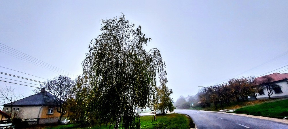 Szár