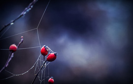 A csipkebogyó álma