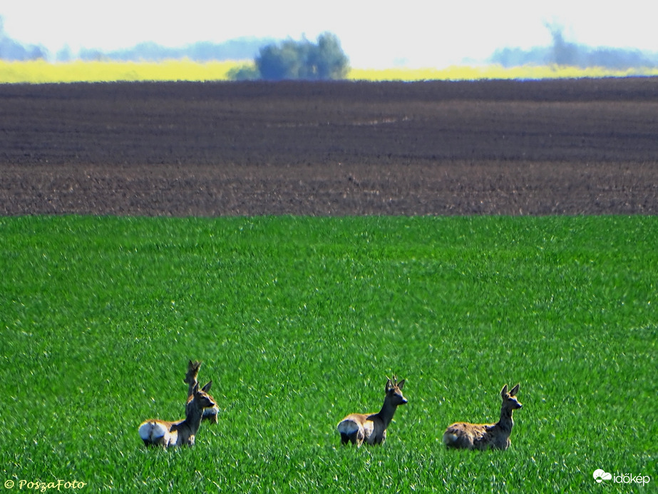 Természet