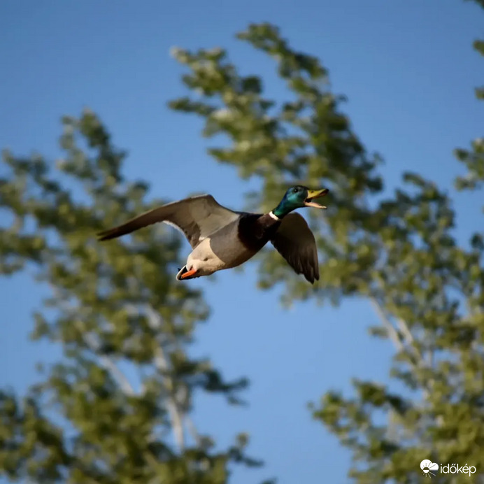 Meredeken ereszkedik