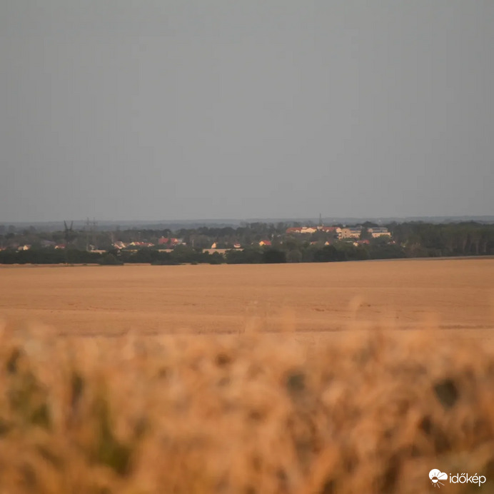 A búzák mögött 