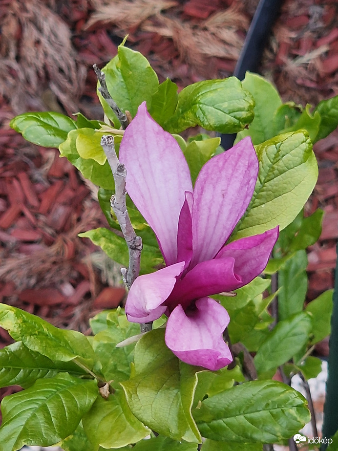 Magnolia
