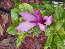Magnolia