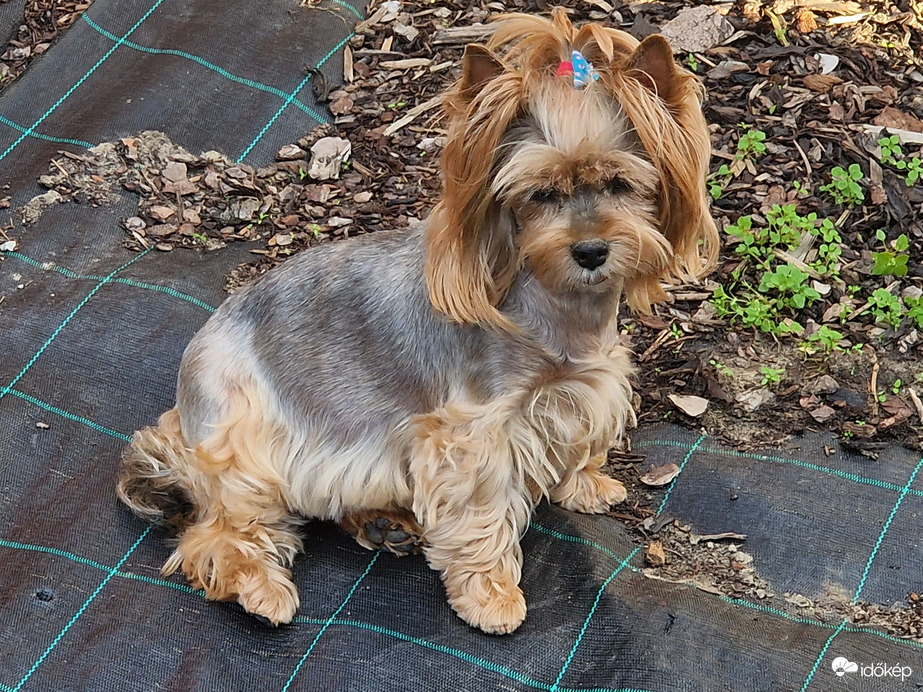 Állatok világnapja Daisyvel:)♡