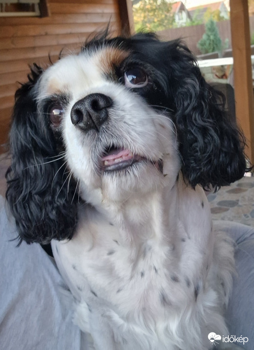 Állatok világnapja Cukival:)♡