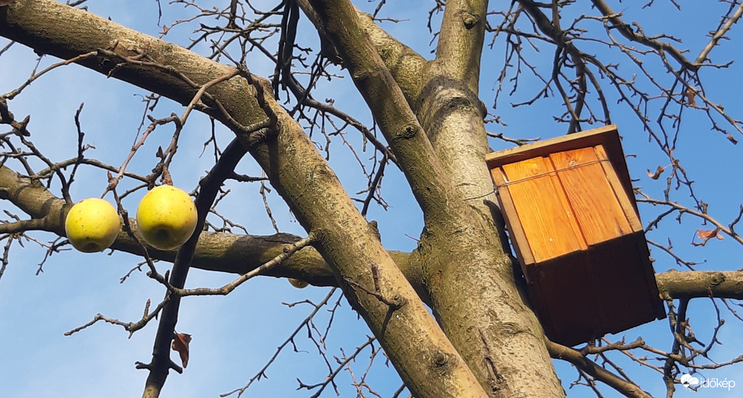 Madárlak "aranyalmával"