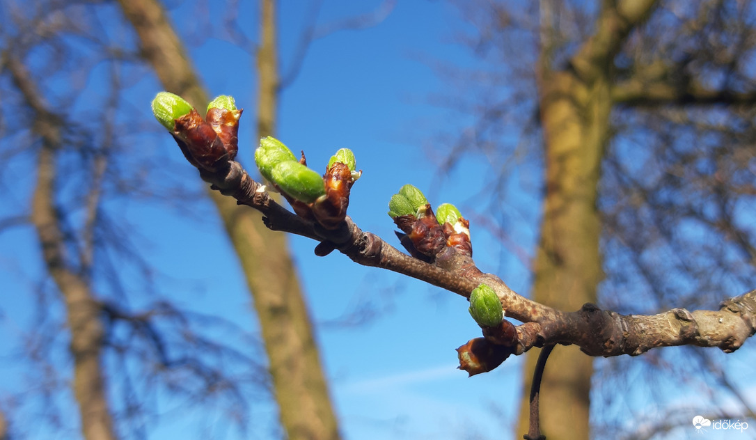 Rügyek a szilvafán