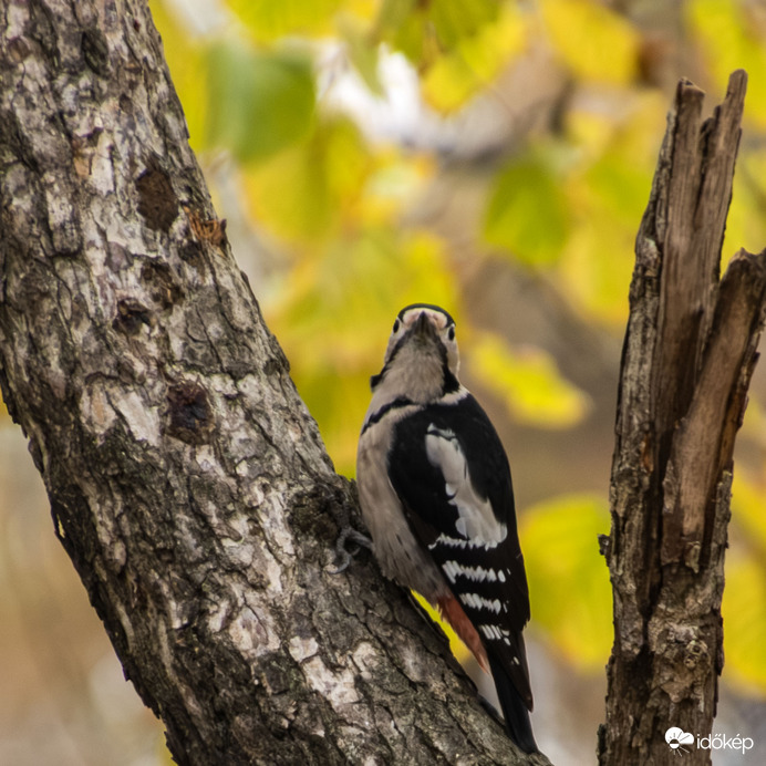 Színes fakopáncs II.