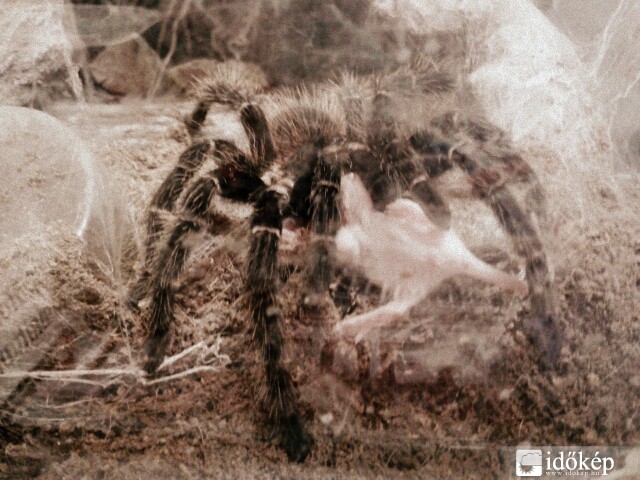  Lasiodora parahybana