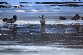 Vadkcsák is élvezték a mai szép időt
