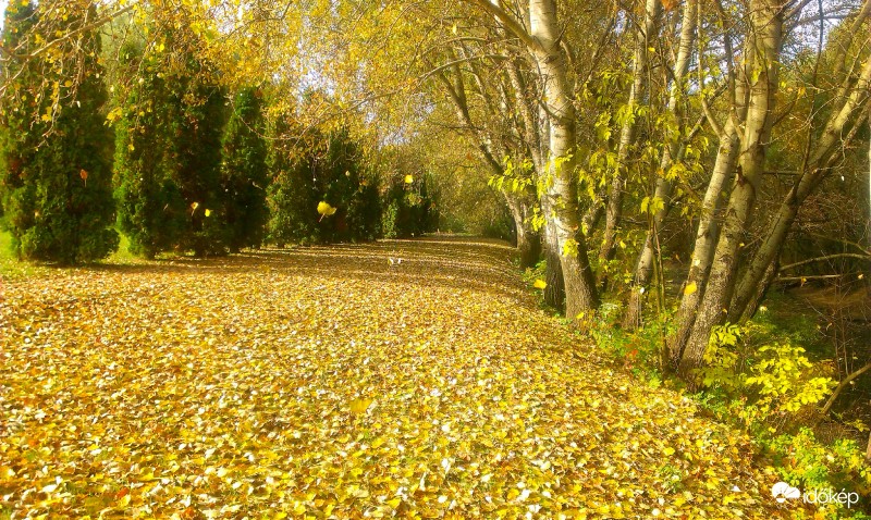 Hull az elsárgult levél