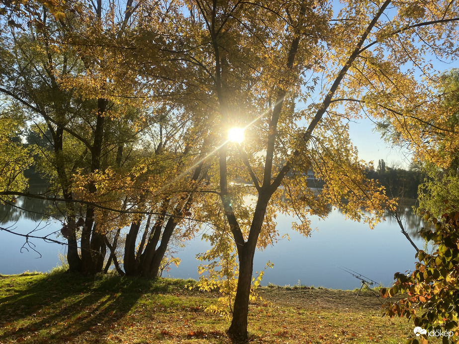 Arannyá változott fák