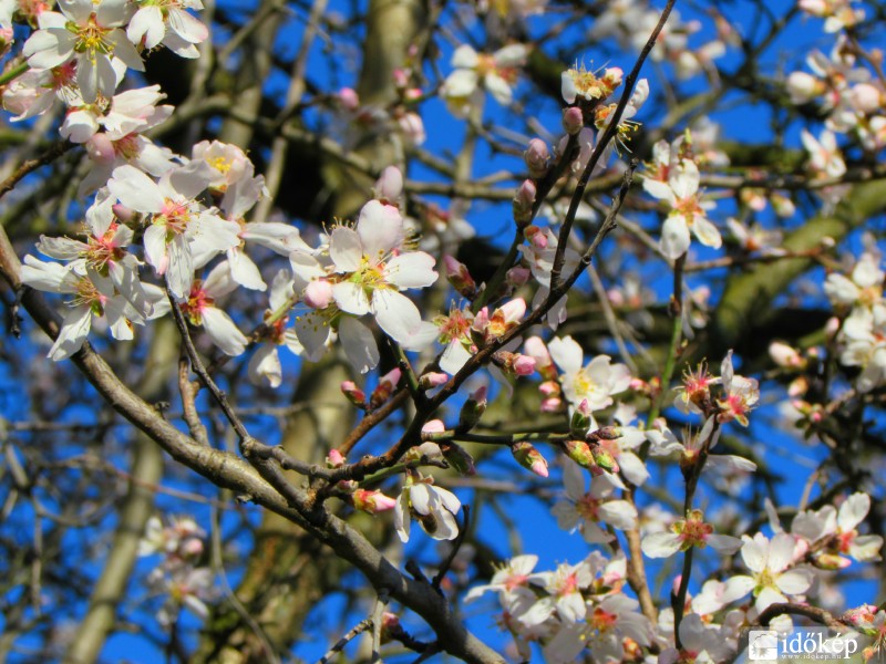 Pécs, mandulafa virága