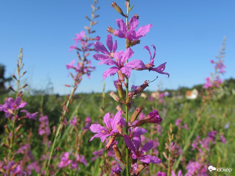 Falu szélén, kaszálón