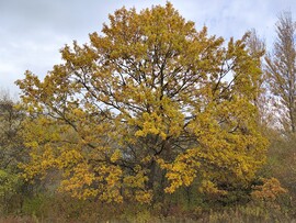 Budapest III.ker - Békásmegyer
