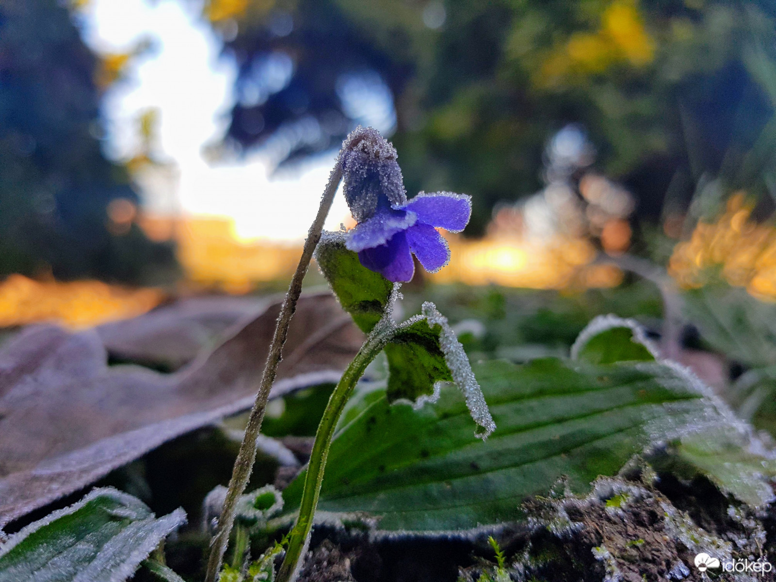 Évszakot tévesztett :)