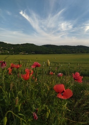 Szekszárdi dombok és cirrusok