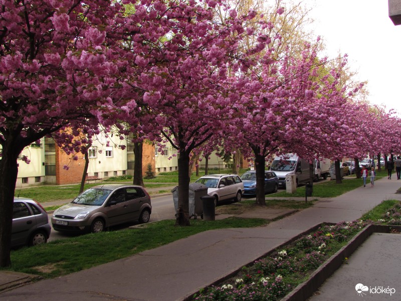 Japán cseresznye fasor 2