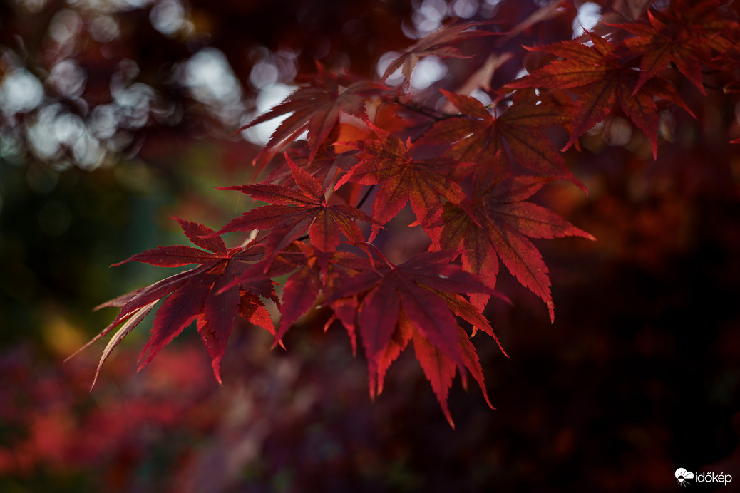 Lenyugvó nap fényénél
