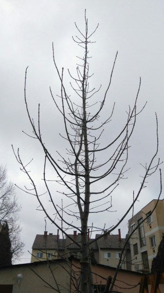 Pápa
