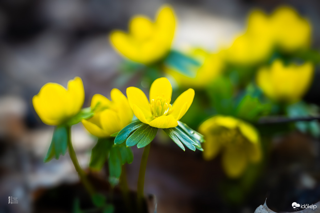 A téltemető már kibújt… vajon ez a tavasz jele?
