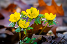 A téltemető már kibújt… vajon ez a tavasz jele?