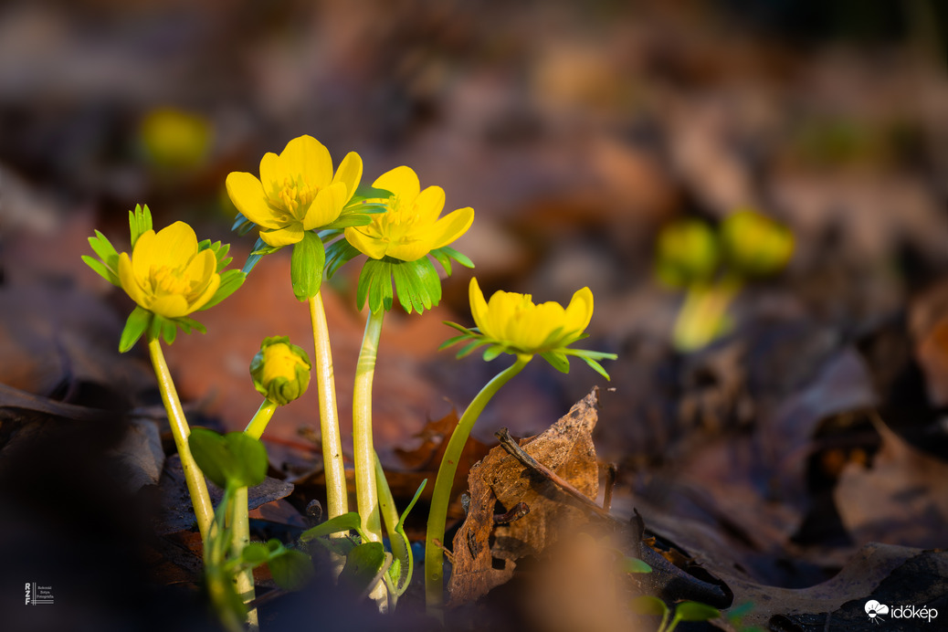 A téltemető már kibújt… vajon ez a tavasz jele?