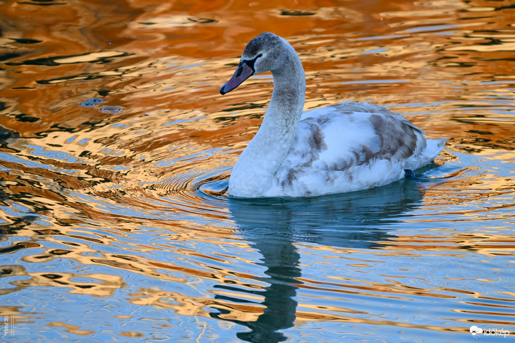 Amikor a madarak mesélni kezdenek januárban