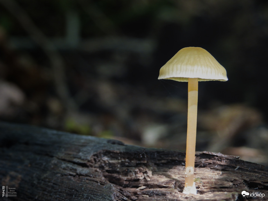 Korhadt tölgy titka: enyves kígyógomba