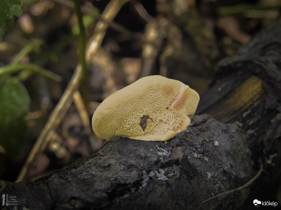 Fahéjszínű likacsosgomba