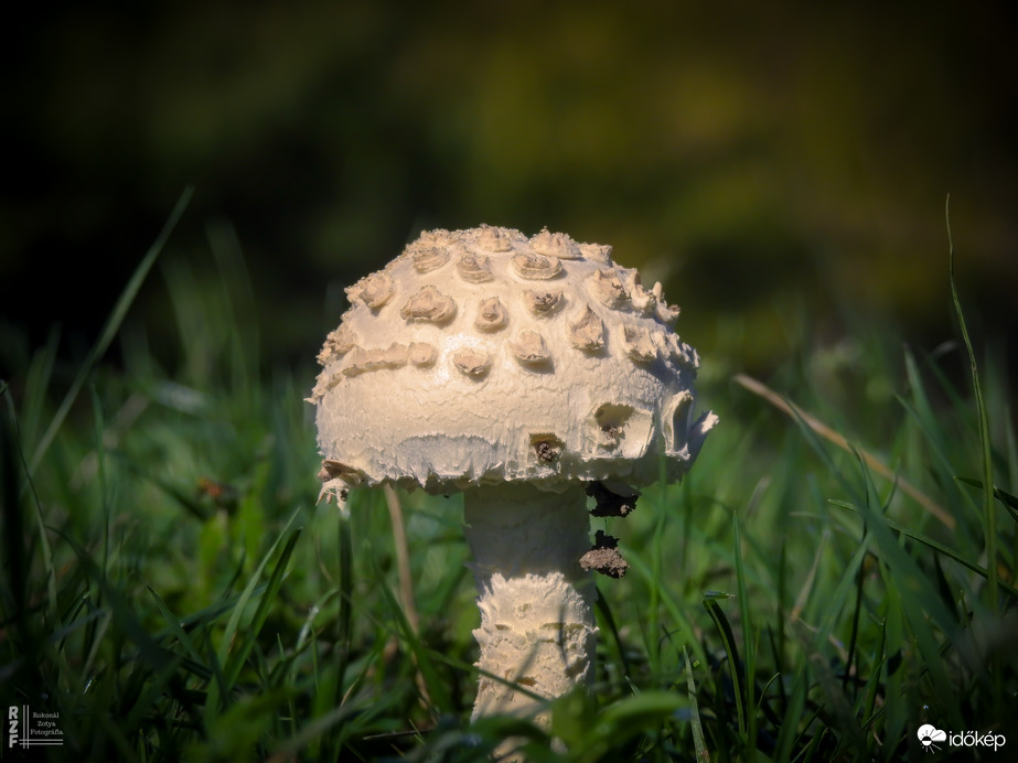 Őzlábgalóca (védett, 5.000 Ft)