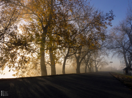 Ködös reggel a tiszalöki Kis-Tiszán