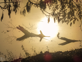 Ködös reggel a tiszalöki Kis-Tiszán