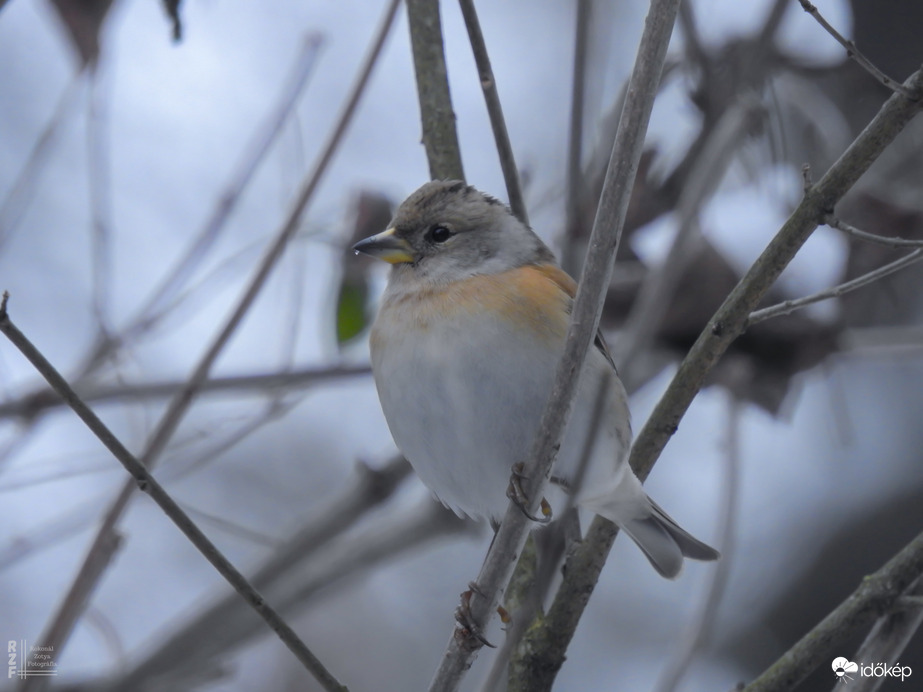 Téli madárles a tiszalöki arborétumban