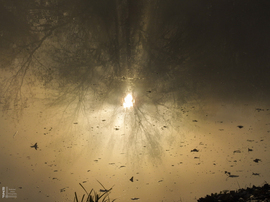 Ködös reggel a tiszalöki Kis-Tiszán